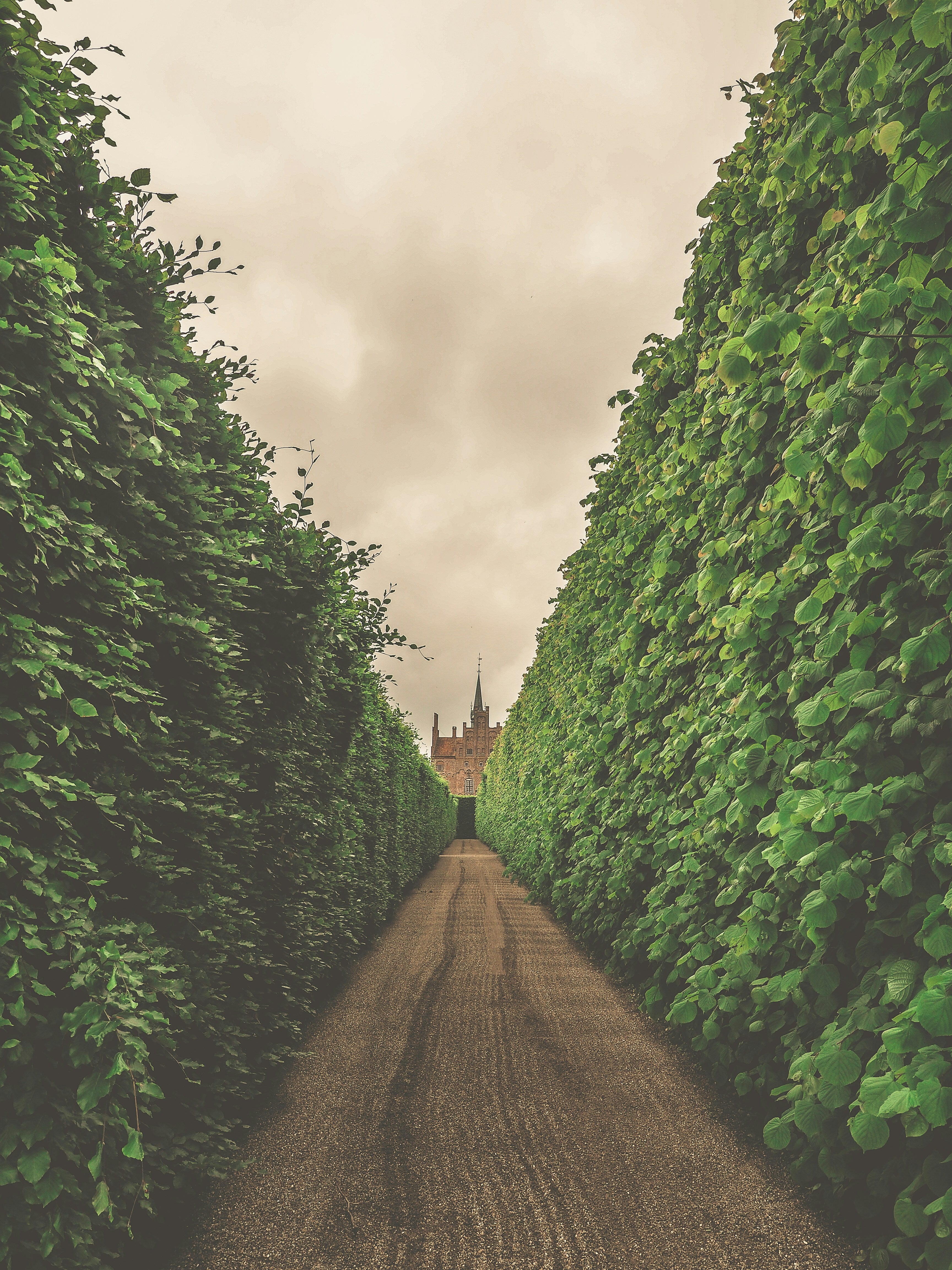 Path lined with hedges leading to castle in background. Image credit unsplash jennifer latuperisa andersen